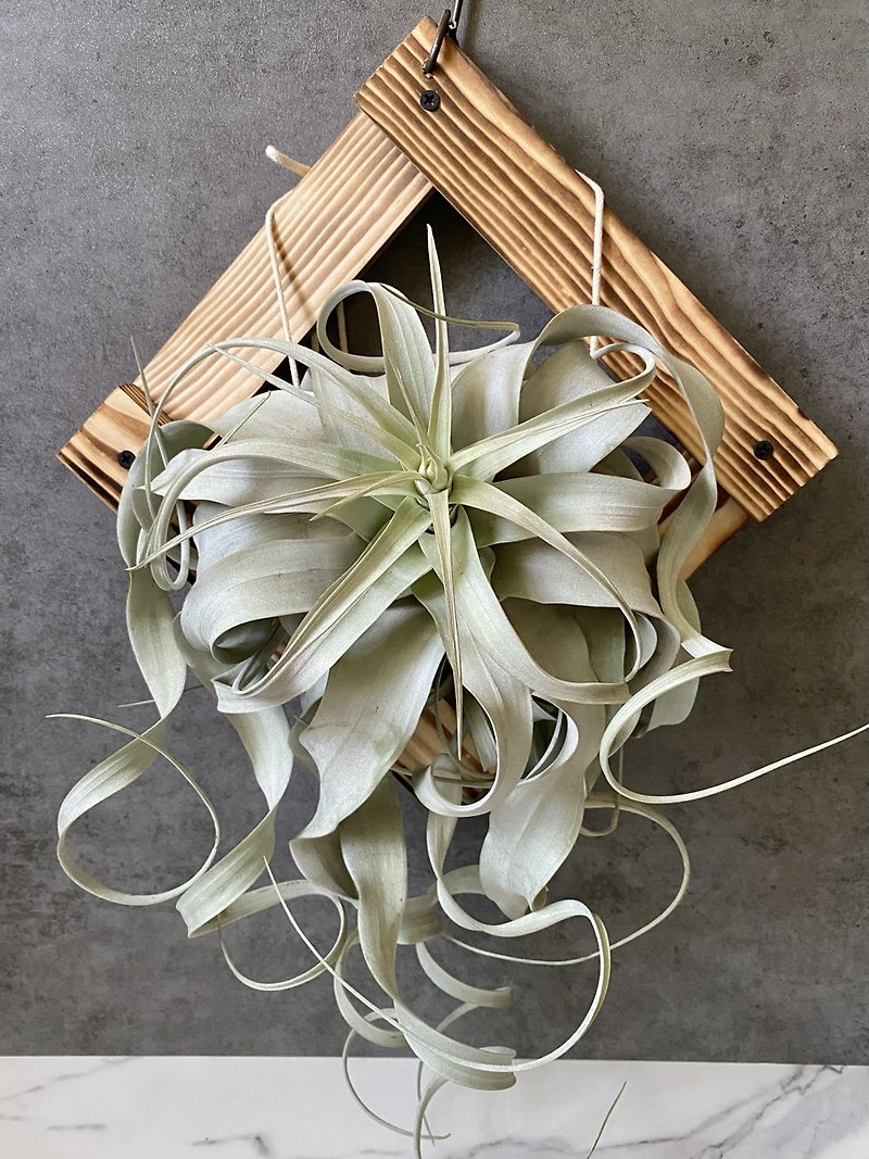 [Pine] The garden is full of spring scenery | Air pineapple. air tillandsia - ตกแต่งต้นไม้ - ไม้ สีนำ้ตาล