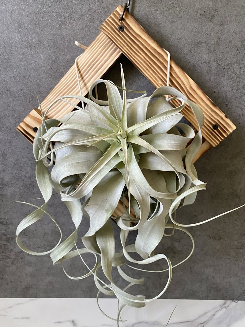 [Pine] The garden is full of spring scenery | Air pineapple. air tillandsia - Plants - Wood Brown