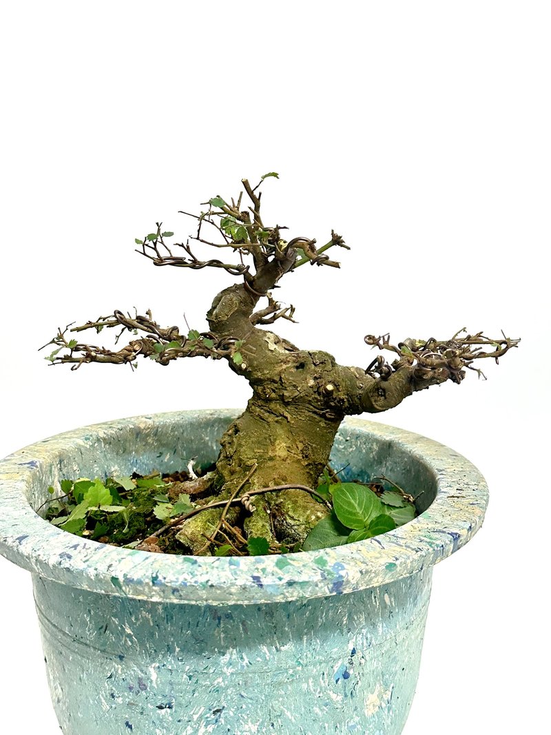 小品盆栽【日本櫸・槻の木】 - 植栽/盆栽 - 植物．花 