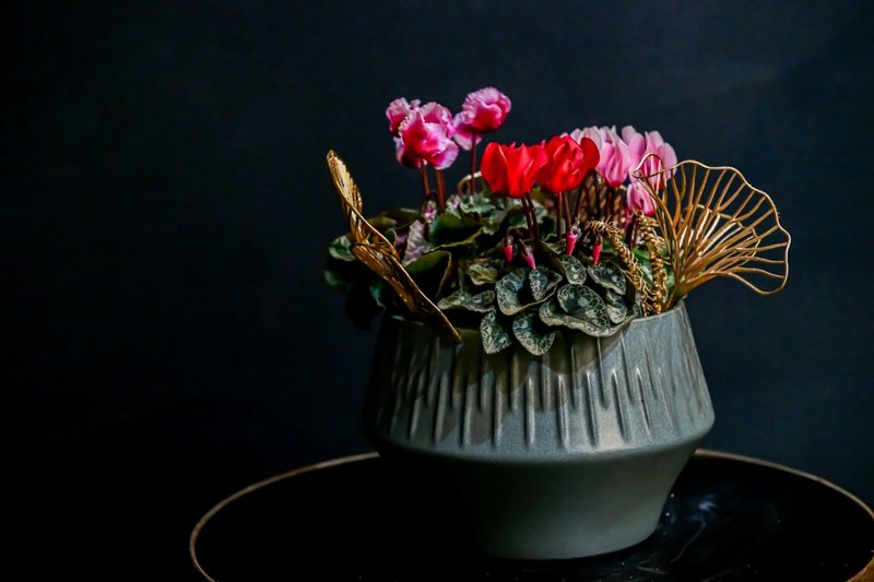 仙客來-新年 - 盆栽/植栽 - 植物．花 紅色