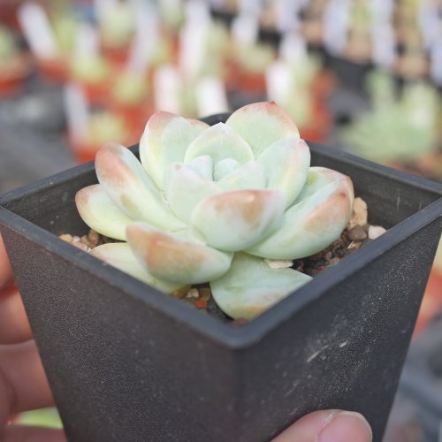 ෆ˚*感謝セールෆ˚* アイススピリット 1苗 抜き苗 寄せ植え 多肉植物 ෆ˚*感謝セールෆ˚* アイススピリット 1苗 抜き苗 寄せ植え