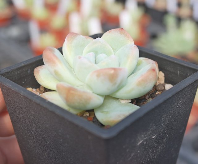 ෆ˚*感謝セールෆ˚* ドライアイス 1苗 抜き苗 寄せ植え 多肉植物 c7403e0ef0a1be5aef6216d65c0518