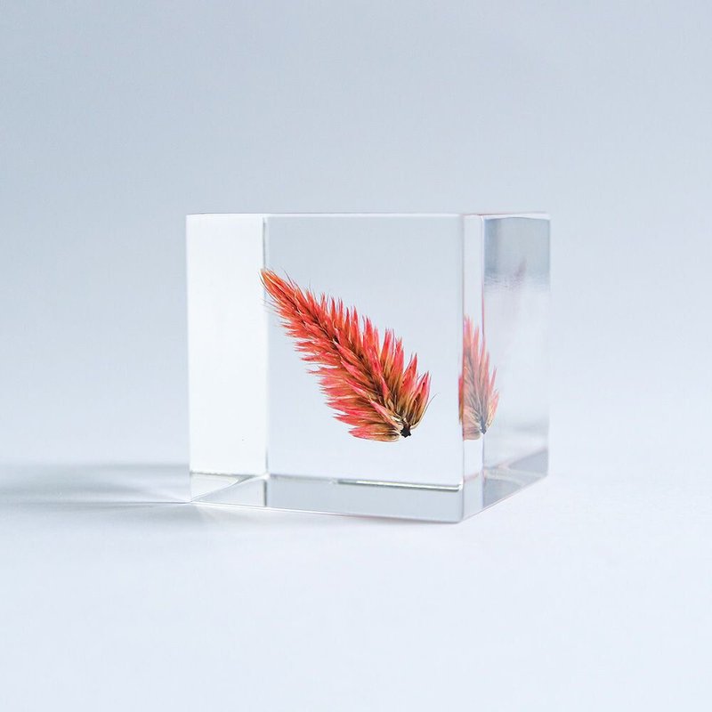 Sola cube 青葙立方塊_祝福之火 - 擺飾/家飾品 - 植物．花 透明