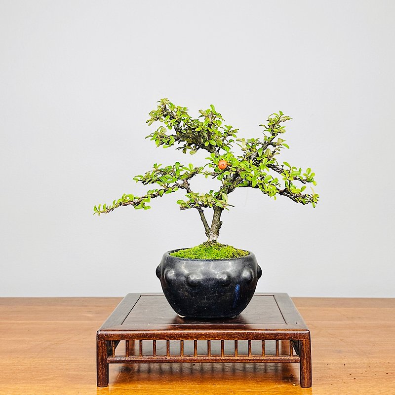 Bonsai Cotoneaster - ตกแต่งต้นไม้ - พืช/ดอกไม้ สีเขียว