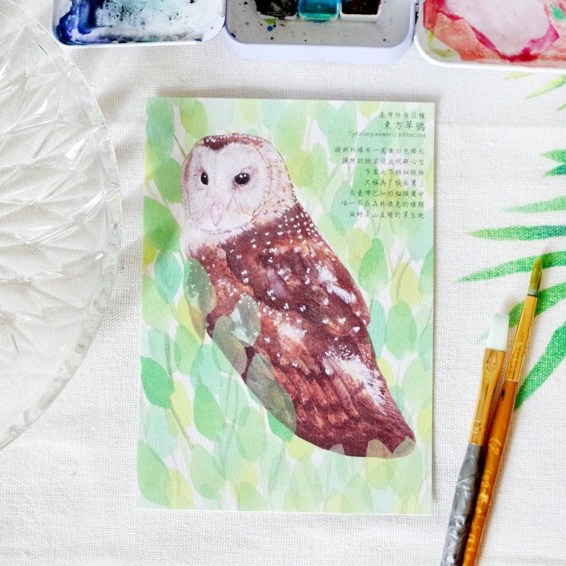 原創水彩畫明信片 臺灣特有亞種 東方草鴞 - 卡片/明信片 - 紙 咖啡色