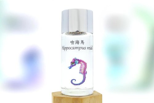 Fish Heart 魚心標本藝術 透明生物標本 - 吻海馬 Hippocampus reidi (大)