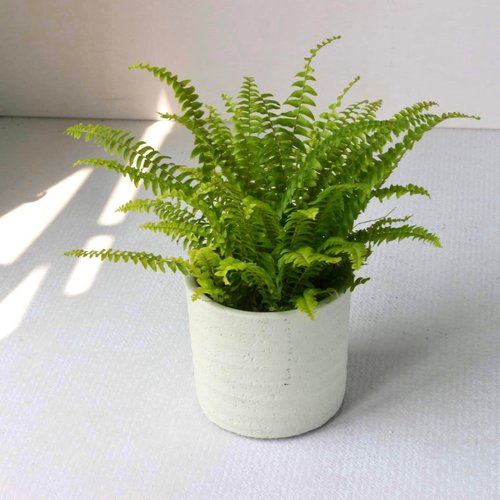 植物慢慢 l 盆器 l 土培植栽專賣店 植栽 盆栽 l 波士頓腎蕨 圓柱帶孔透氣水泥盆 室內強光植物