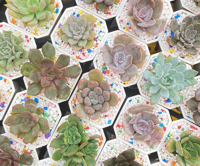 多肉植物。 專用図