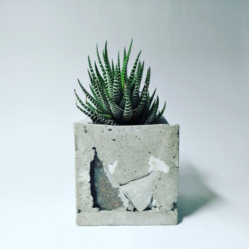 PULP泥研植物所 水泥窗盆