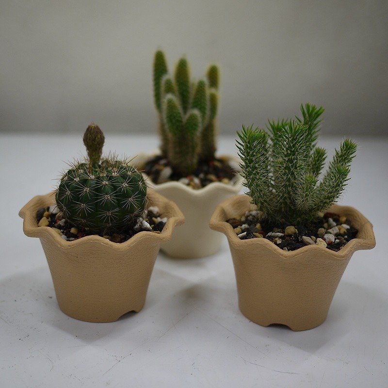 Warm small planted -4301 m / brown, cactus planted, potted small gifts, small fortunately potted plants, clean air plant, home furnishings, beautify the desk, exchange gifts, birthday gifts, move gifts, opening gifts, wedding small things Customized gifts  - ตกแต่งต้นไม้ - พืช/ดอกไม้ สีเขียว