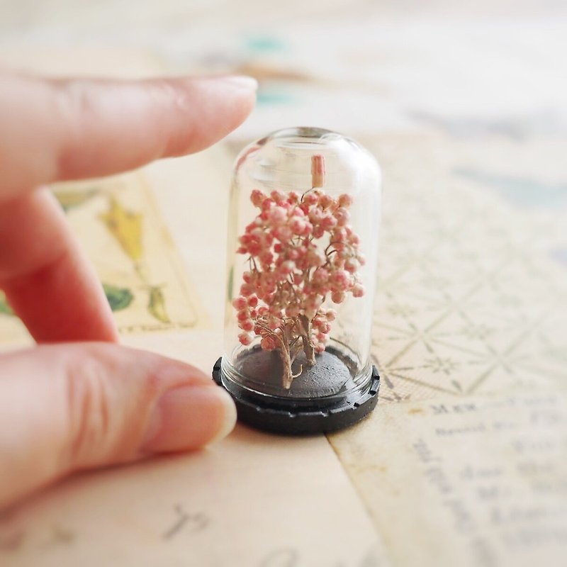 Miniature specimen Rice flower