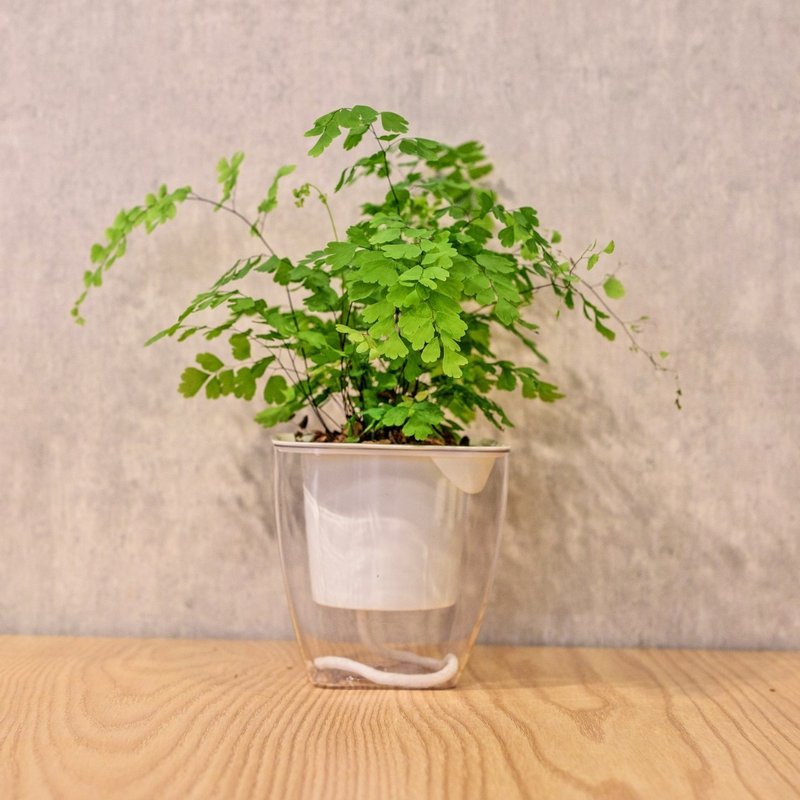 イチョウシダ 水なし角型鉢植え 観葉植物 ギフト 鉢植え - 観葉植物 - 寄せ植え・花 