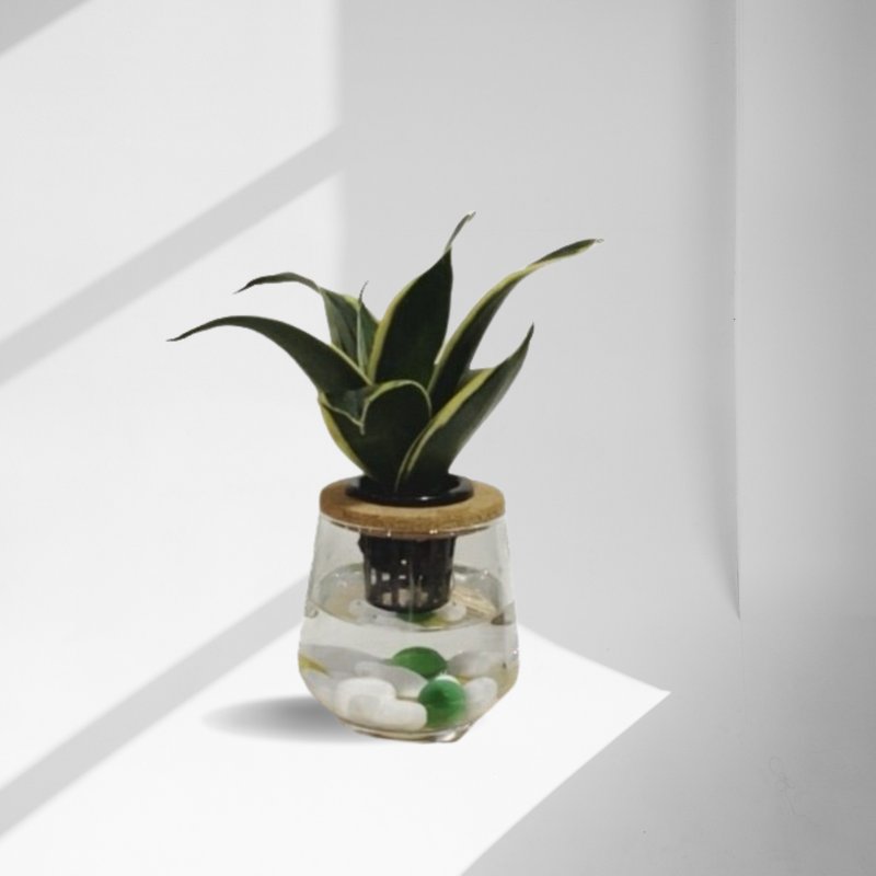 Spot fern beauty planting indoor net beauty lazy hydroponic planting - tiger tail orchid + curved transparent glass bottle - ตกแต่งต้นไม้ - พืช/ดอกไม้ 
