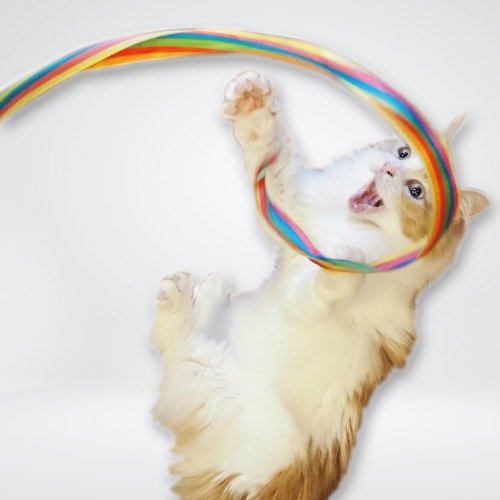 DoggyMan 日本寵物國民品牌 【日本CattyMan】盡情跳舞吧 ! 柔柄五彩飄帶伸縮逗貓棒