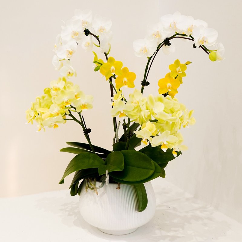 Orchid pot set - Gradient yellow [self-pickup in store only/delivery in Taipei City] - ตกแต่งต้นไม้ - พืช/ดอกไม้ สีเหลือง