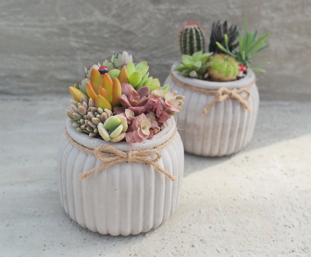 ドゥドゥ 多肉植物】【欧風フラワー多肉植物の寄せ植えセット】新築