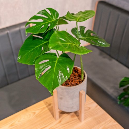 モンステラ 床置き 四本足 木枠セメント鉢植え 通信蘭 観葉植物