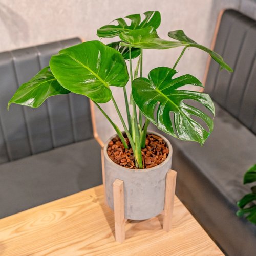 (専用)モンステラ　4 楽天市場】【全品P10倍☆10/13 0:00〜】観葉植物 モンステラ 4号