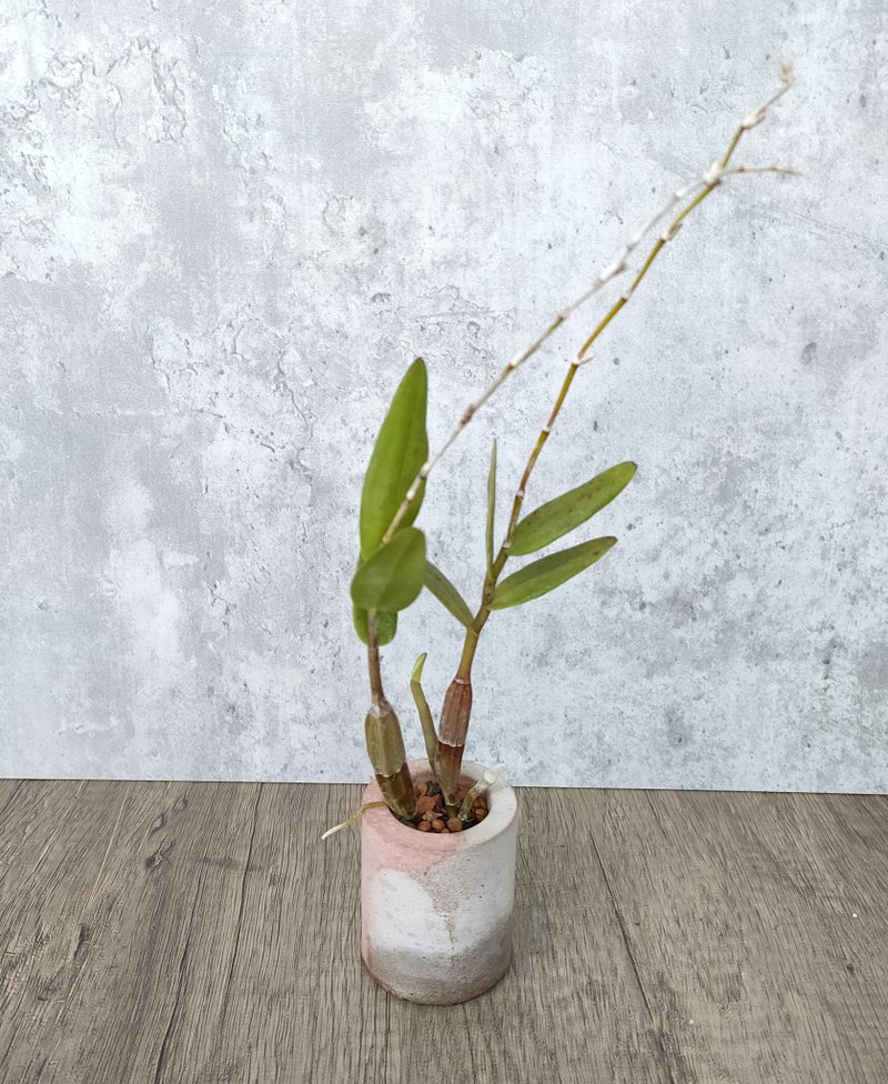 迷你盆栽--水泥盆鴿石斛 - 盆栽/植栽 - 植物．花 