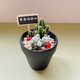 【寂しくなかったら驚きます】頑固なサボテンDIYギフトボックスセット卒業祝い誕生日プレゼントを贈ろう