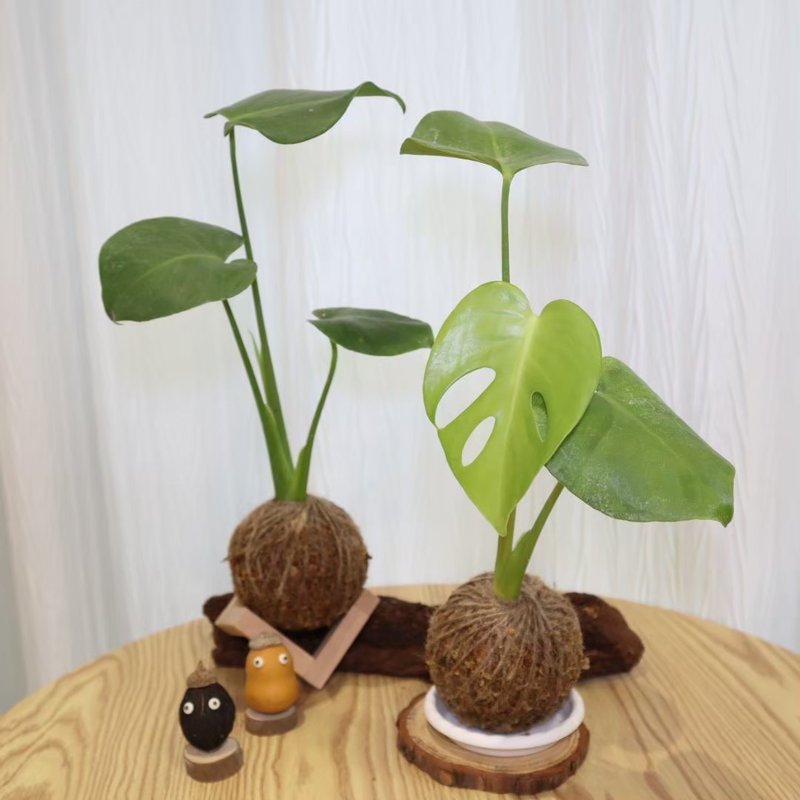 |龜背芋苔球| 贈送塑膠底座 / 植男人紳 手作苔球 - 植栽/盆栽 - 植物．花 綠色