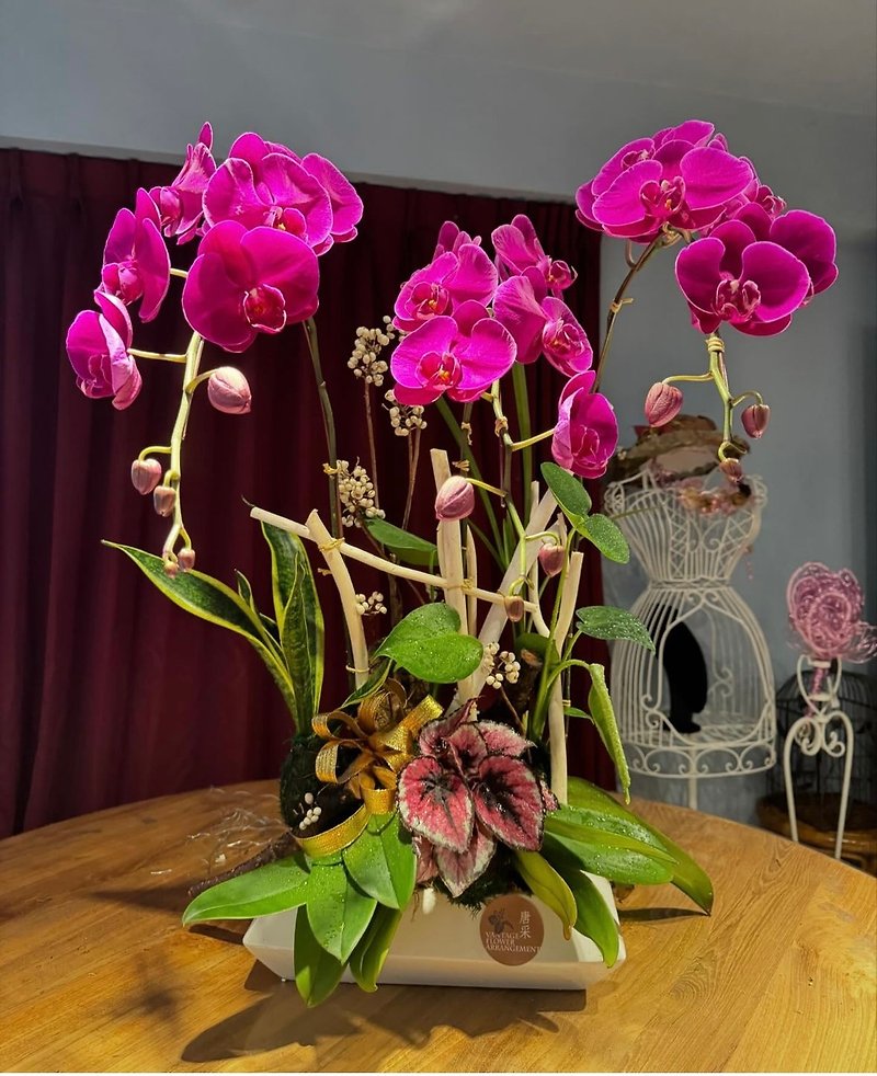 Phalaenopsis - จัดดอกไม้/ต้นไม้ - พืช/ดอกไม้ 