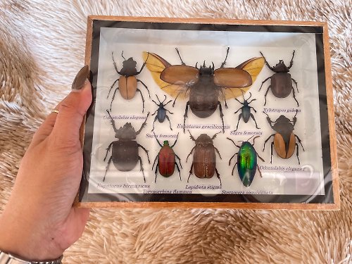 cococollection Set Mix Insect Taxidermy Wood Box Display Home Decor