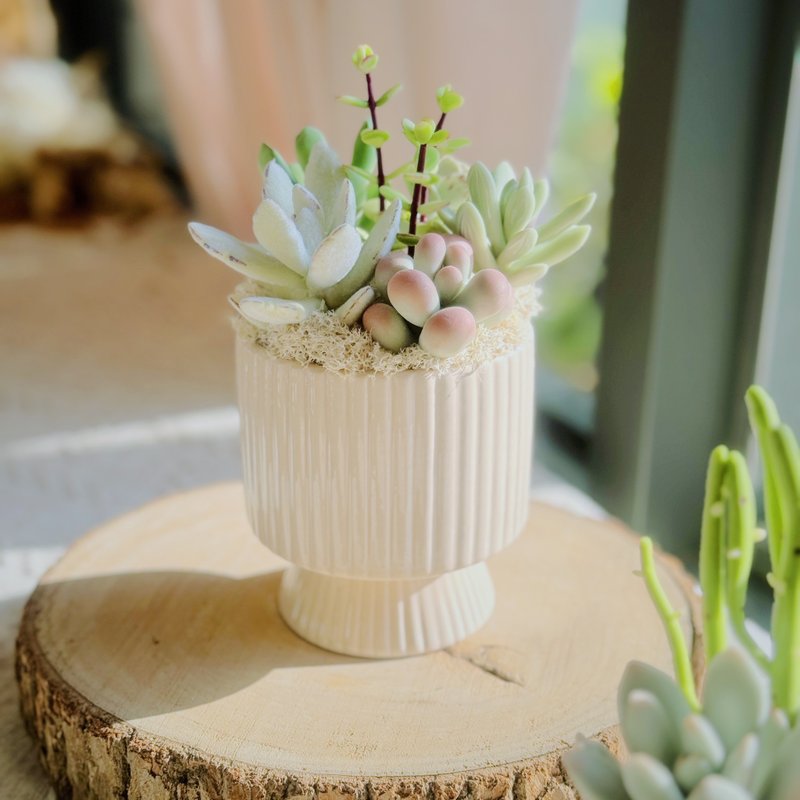 Succulent Garden (Vertical Stripe - Beige). Handmade Clay Succulent Plants. - ของวางตกแต่ง - ดินเหนียว สีเขียว