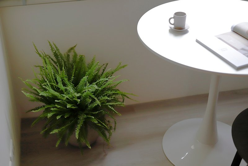 【室內盆栽】波士頓蕨盆栽 中型盆栽 觀葉植物 綠化 盆栽 送禮 - 盆栽/植栽 - 植物．花 綠色