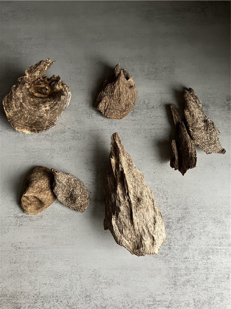 [Ingredients for the stove] Wild Dala Dried Agarwood - Conch Shell (you can choose the shape inside) - ของวางตกแต่ง - ไม้ 