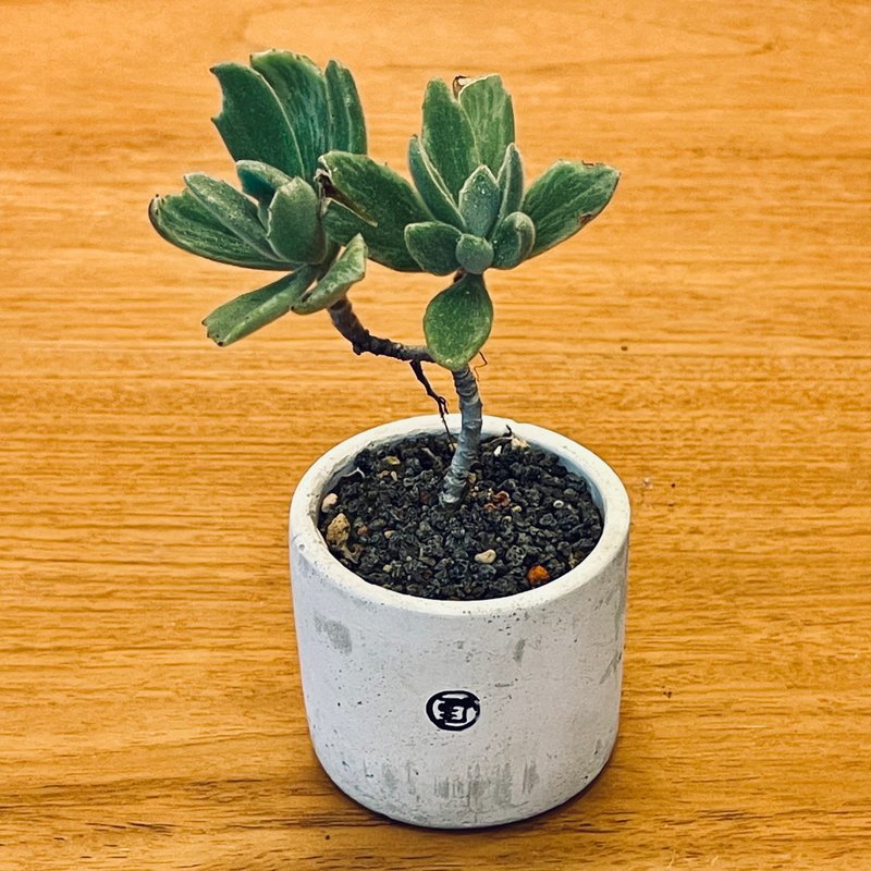 [Wild Grass, Not So Wild - Limited Time Sale] Moonlight Bunny Ears / Large Cup Pot - ตกแต่งต้นไม้ - พืช/ดอกไม้ สีเขียว