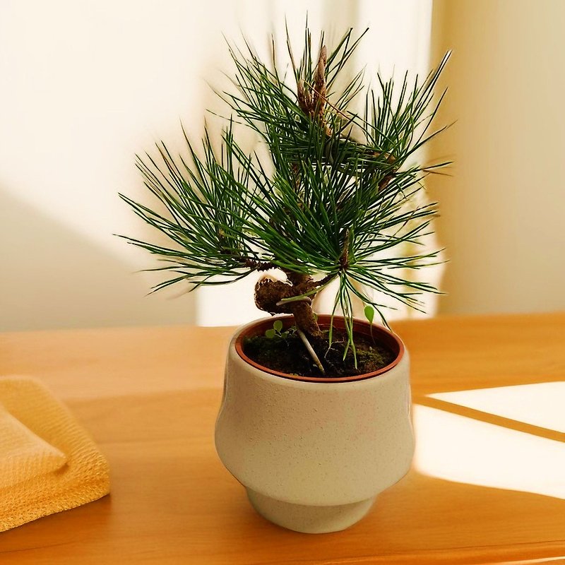 Japanese-style black pine elegant charm, gift, longevity and personal use decoration - ตกแต่งต้นไม้ - ดินเผา 