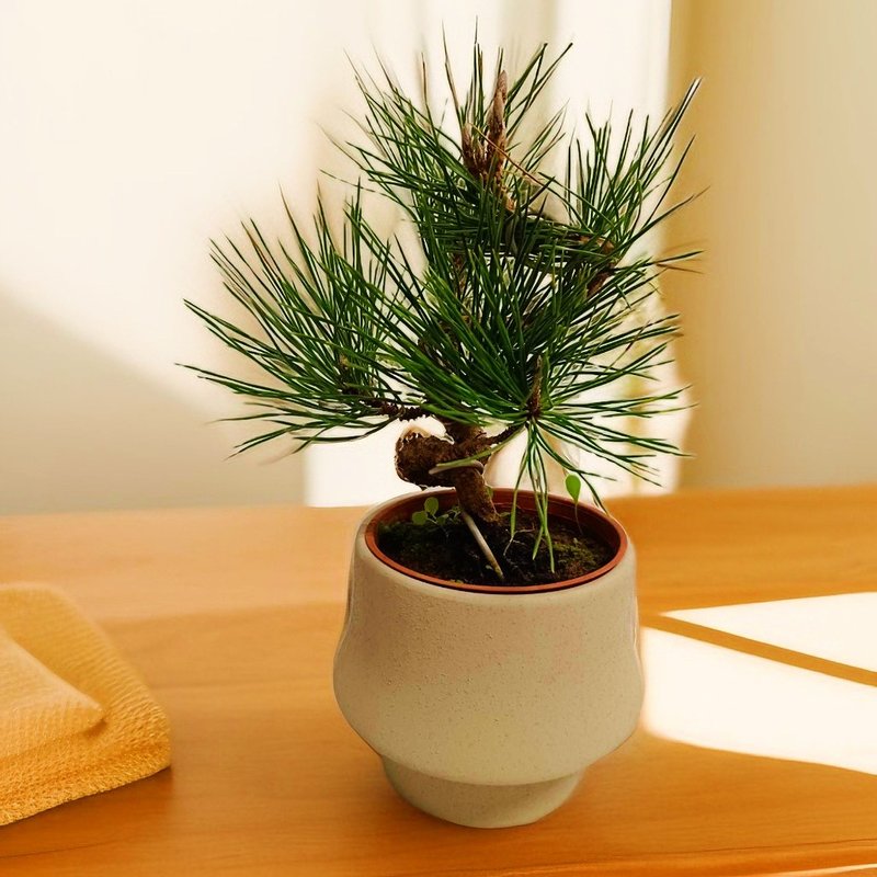 Japanese-style black pine elegant charm, gift, longevity and personal use decoration - Plants - Pottery 