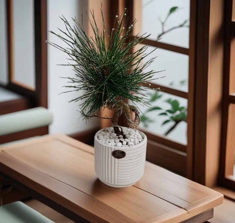 日式質感黑松 典雅韻味送禮長壽高升自用擺設 - 植栽/盆栽 - 陶 