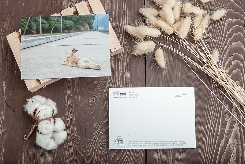 Rabbit Photography Postcard-Comfortable - การ์ด/โปสการ์ด - กระดาษ สีน้ำเงิน