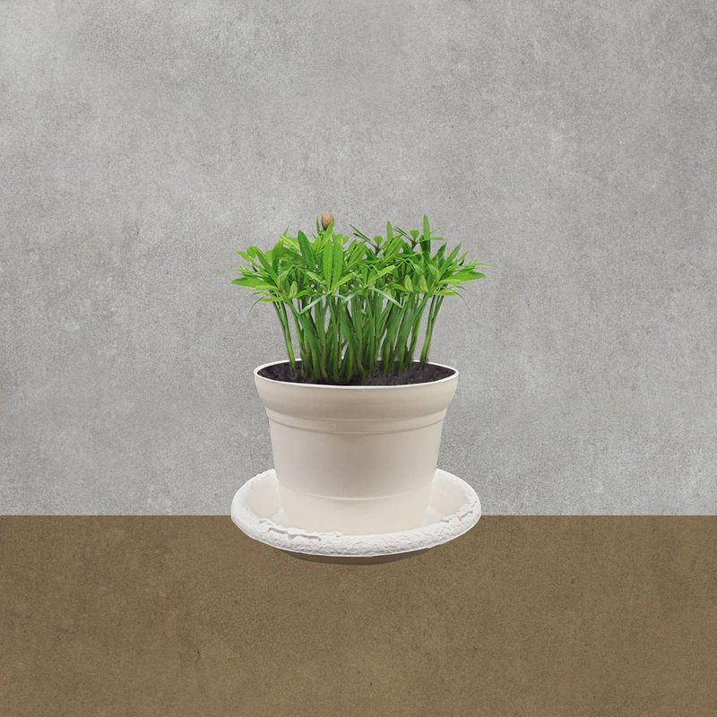 植物 羅漢松 室內盆栽 - 盆栽/植栽 - 塑膠 綠色