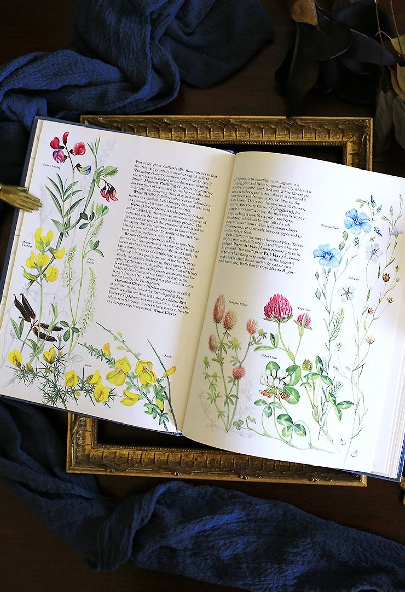 [Find the spot again] 1980s British wild flowers / vintage old books antique books - Indie Press - Paper White