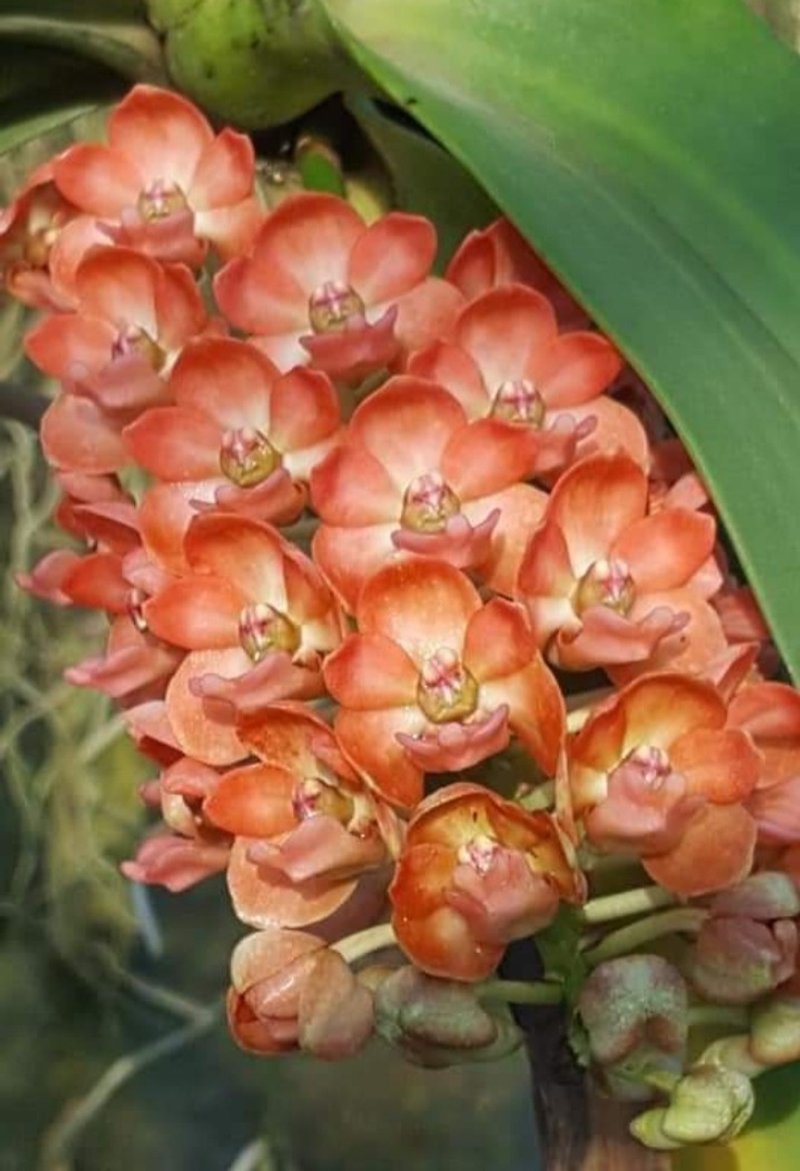 Rhynchostylis Gigantea orange Orchid flask - ตกแต่งต้นไม้ - พืช/ดอกไม้ สีส้ม