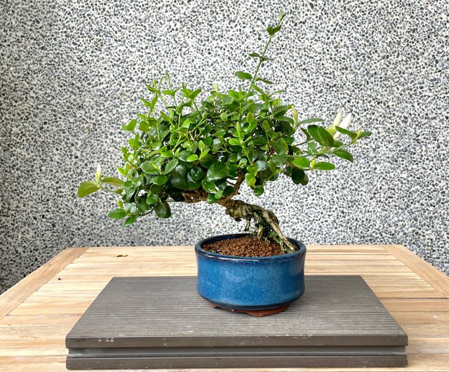 小品盆栽-山素櫻盆景送禮野趣小品盆栽Rustic Charm Bonsai｜植栽/盆栽人氣榜- Pinkoi