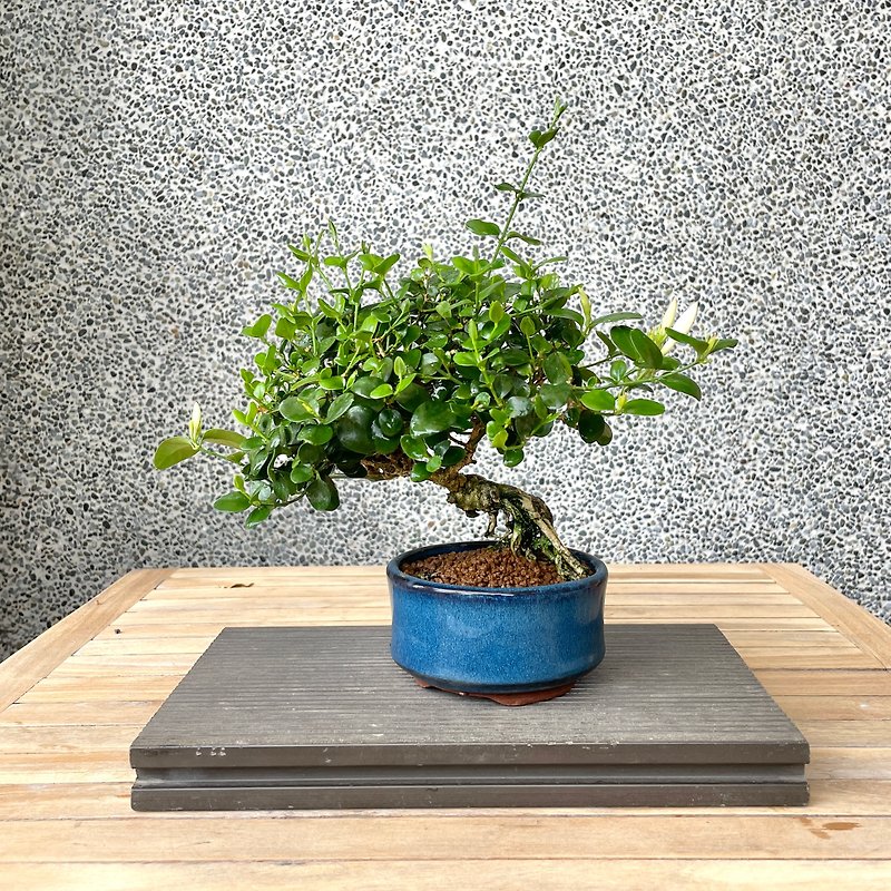 Small bonsai - Shansuzakura bonsai gift - Plants - Plants & Flowers 