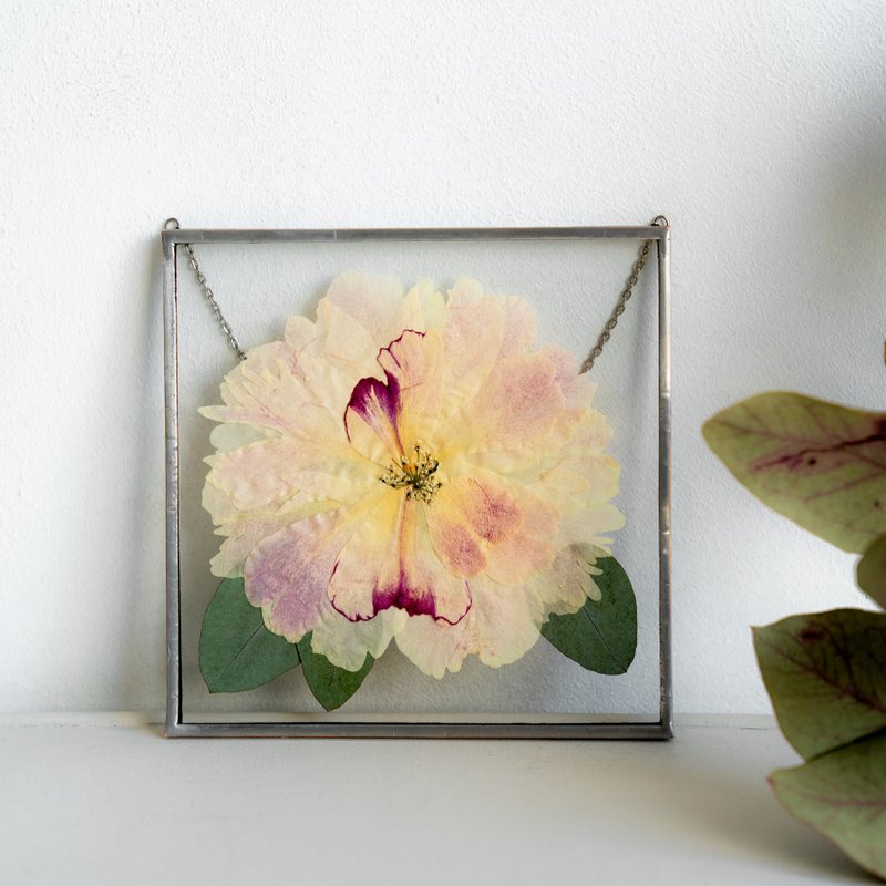 Pressed flower art Real white pink peony Glass herbarium 植物装饰 白牡丹 天然干花 押された花 - ช่อดอกไม้แห้ง - แก้ว หลากหลายสี