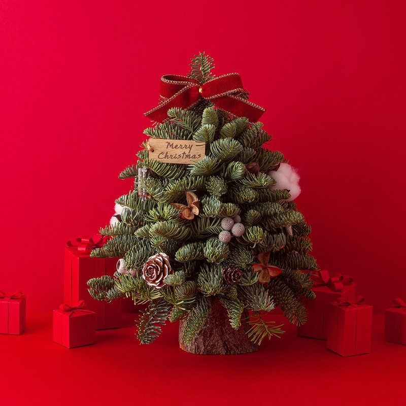 新鮮諾貝松聖誕樹 進口諾貝松 可乾燥 交換禮物 聖誕裝飾 禮物 - 乾燥花/永生花 - 植物．花 