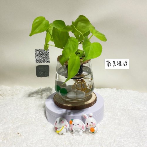 蕨美植栽 蕨美植栽 室內辦公室水耕植栽 - 心葉蔓綠絨 療癒小物