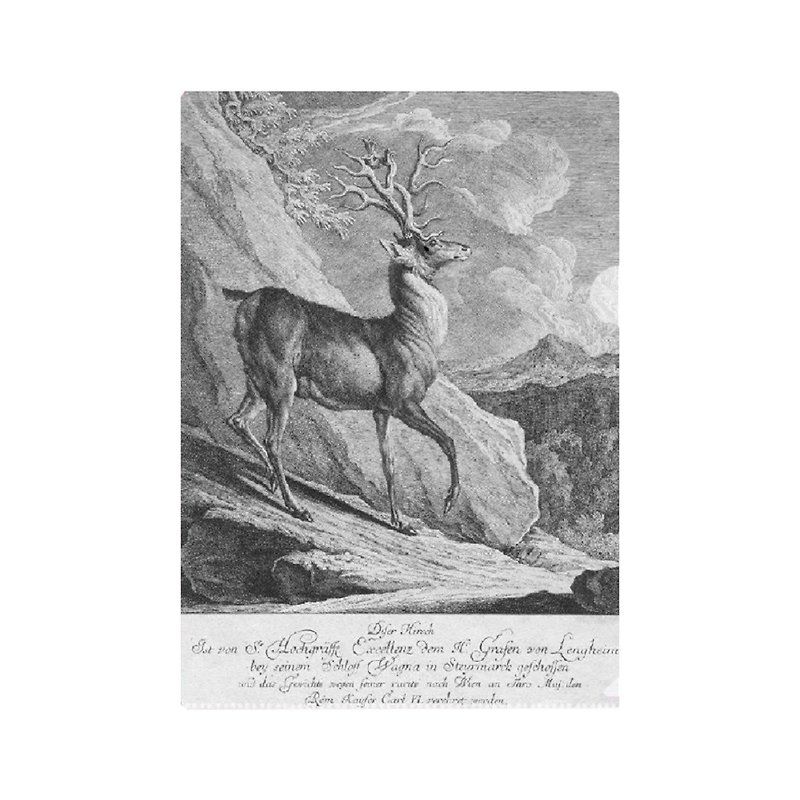 Zoological Museum / Deer Information Folder - Folders & Binders - Plastic 