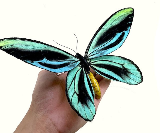 あ*ー様 外国産蝶標本‼️豪華トリバネアゲハの世界セット あ*ー様 外国産蝶標本‼️豪華トリバネアゲハの世界セット