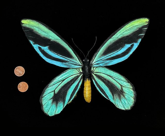 ミドリトリバネアゲハ♂♀ ミドリメガネトリバネアゲハ Ornithoptera priamus ～ 蝶の標本