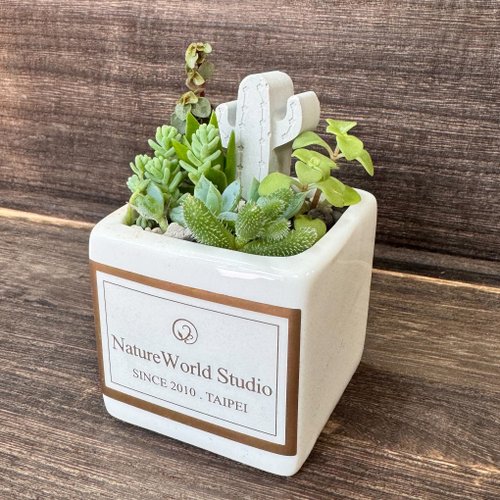 原生態 NatureWorld 新竹 【侏儸紀多肉植物】盆栽+擴香石