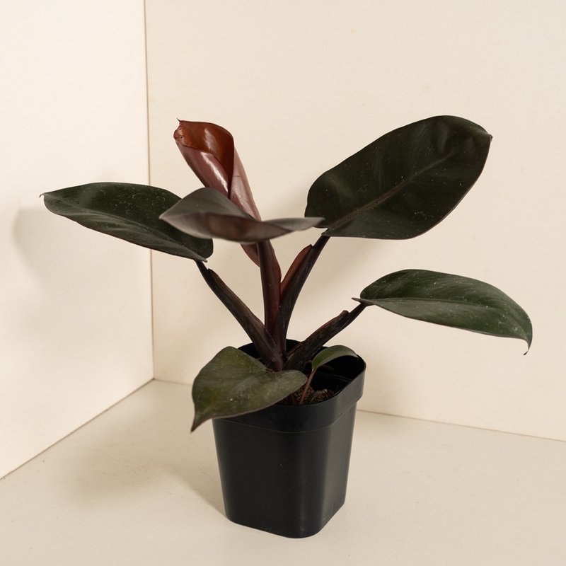 black bishop philodendron - Plants - Plants & Flowers 