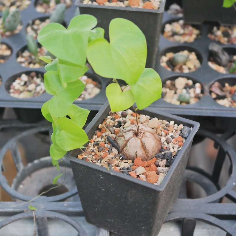 [Doudou Succulents] Housewarming│Gifts│Promotion│Succulents│-South African Tortoiseshell Dragon (limited quantity - Plants - Plants & Flowers 