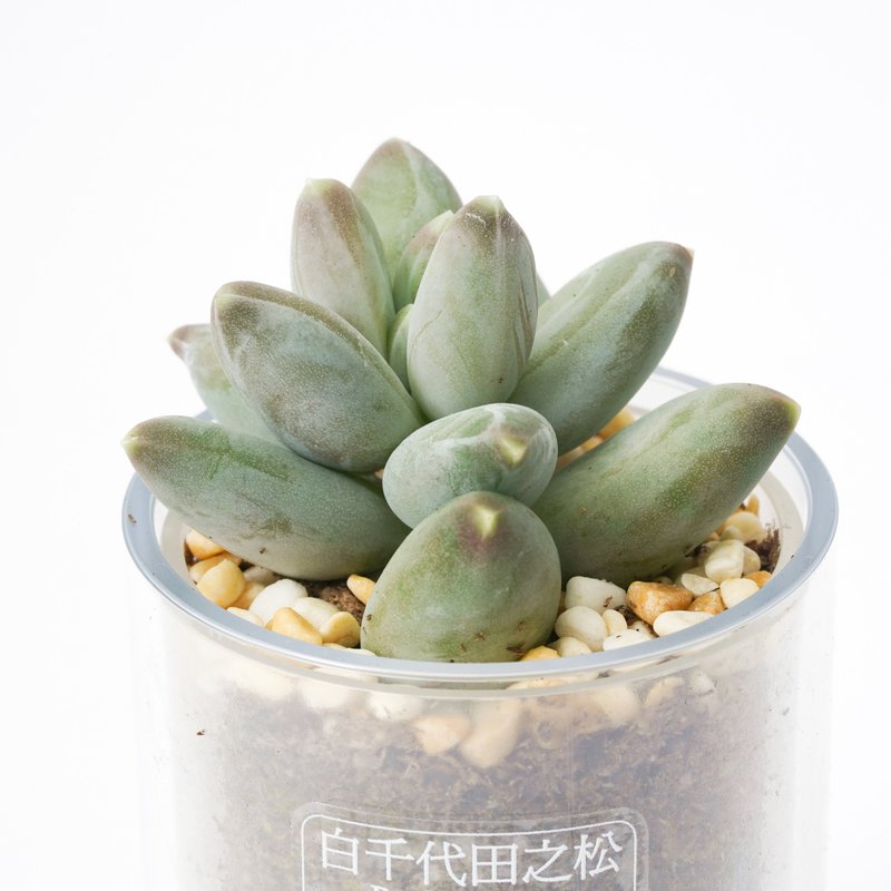 【白千代田之松】多肉 植物 智慧型盆栽罐 | 蒔光 - 盆栽/植栽 - 植物．花 